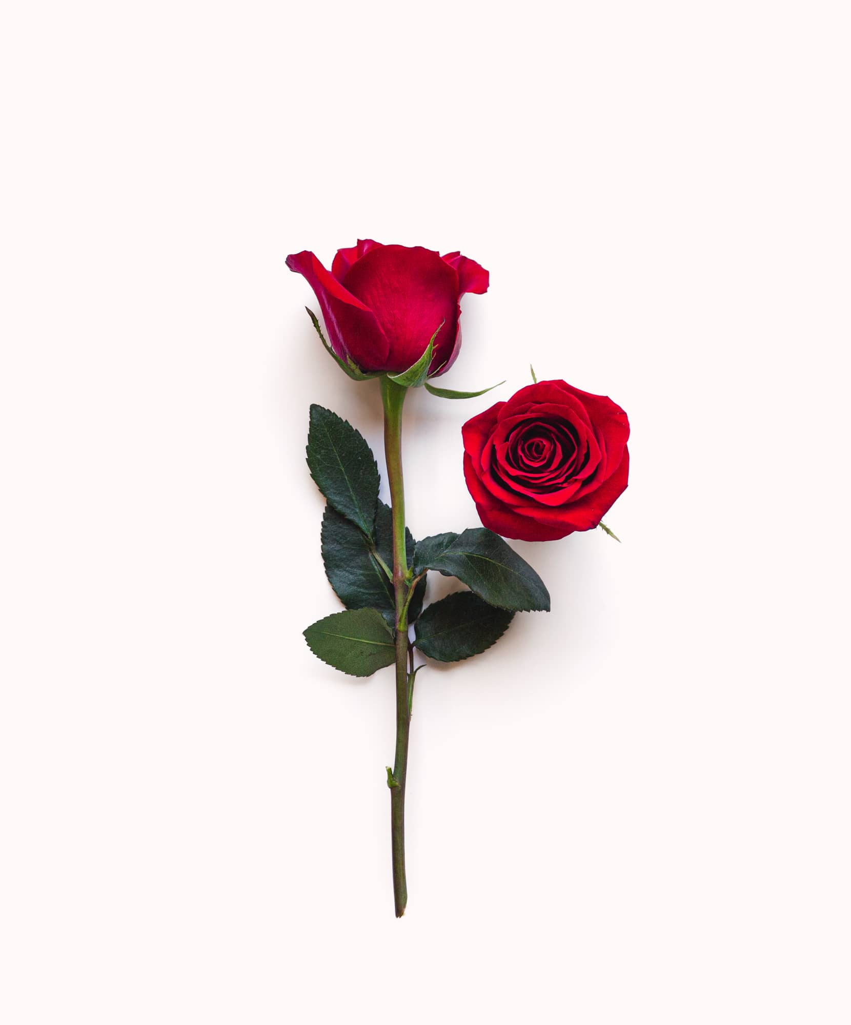 Elegant red roses with lush green leaves, perfect for romantic gestures or gifts.