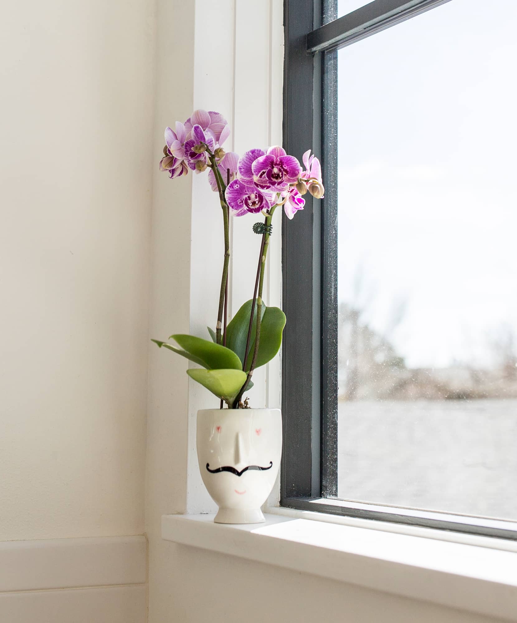 Elegant purple orchids in a charming planter, brightening a sunlit window sill.