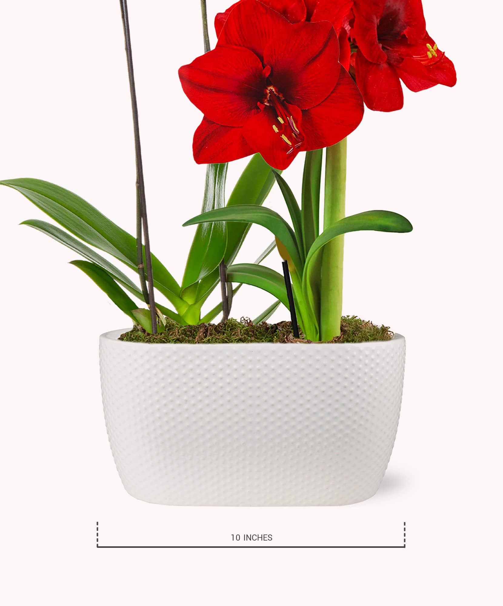 Vibrant red amaryllis flowers in a modern white pot, perfect for home décor.