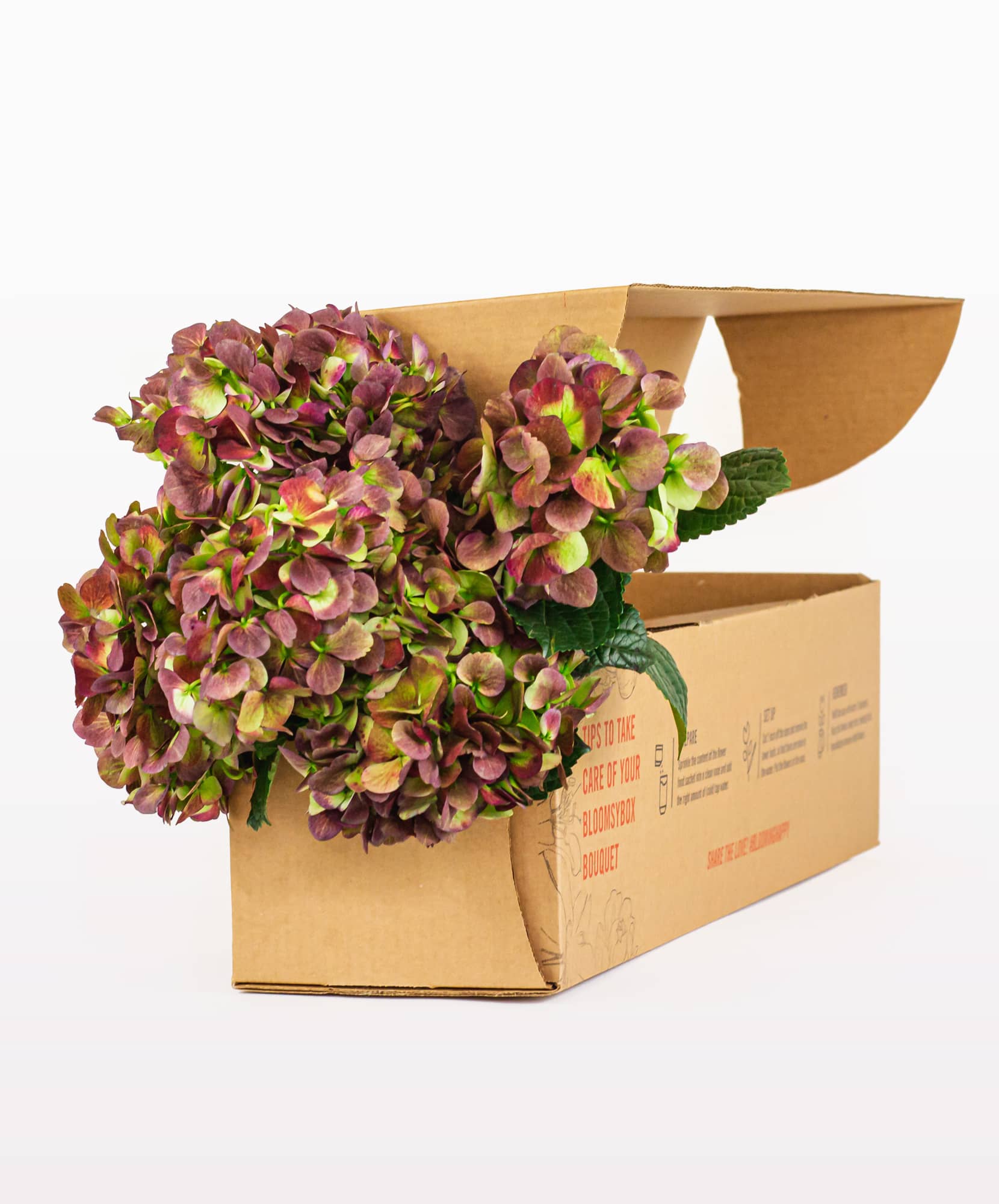 A vibrant hydrangea bouquet nestled in a cardboard packaging, ready for delivery.