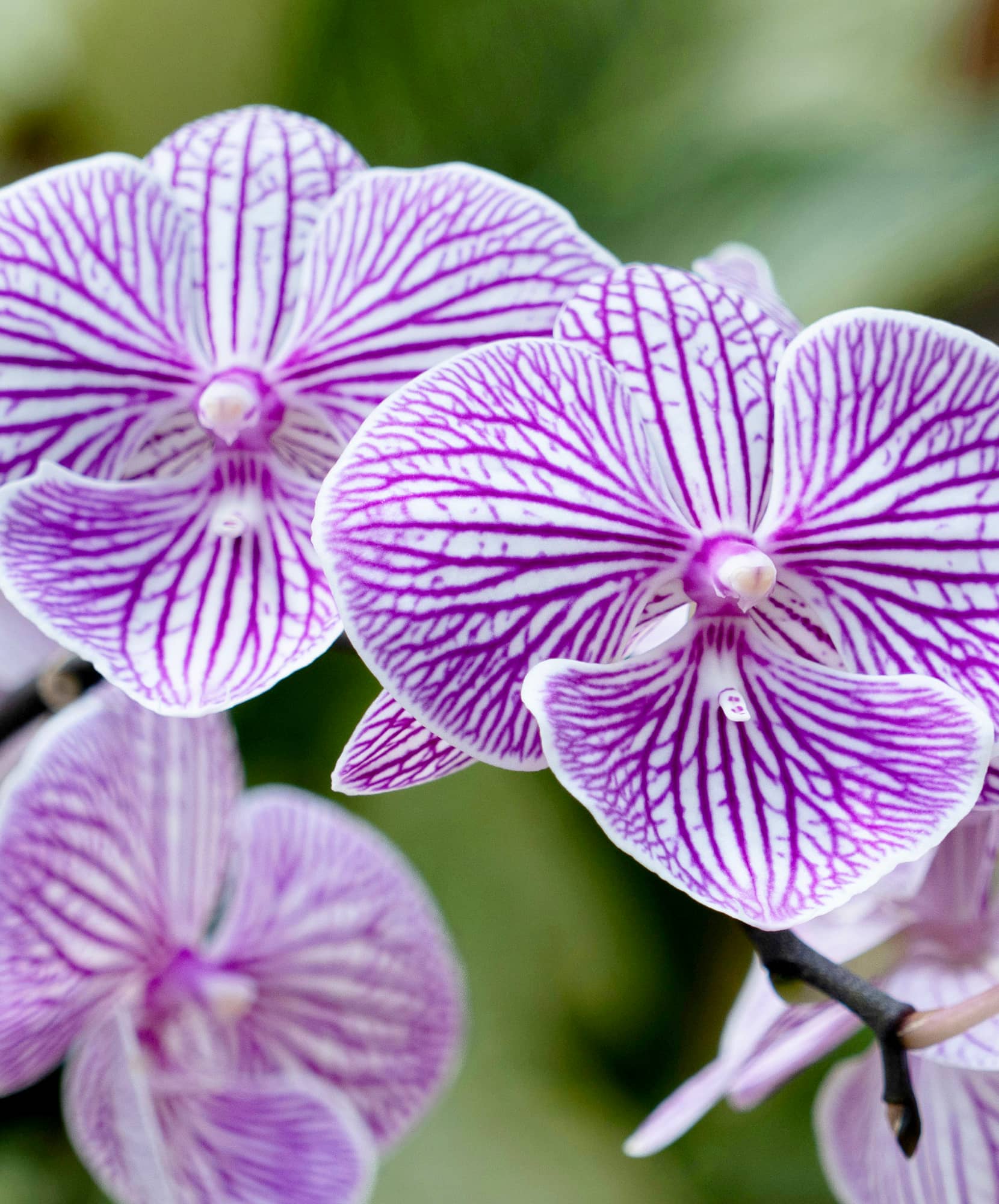 Delicate purple and white orchids with intricate markings, showcasing nature's beauty and elegance.