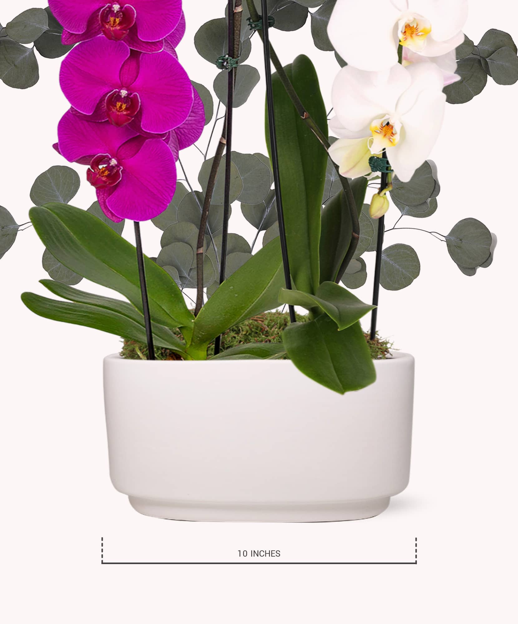 Elegant orchid arrangement featuring vibrant purple and white blooms, set in a modern white planter.