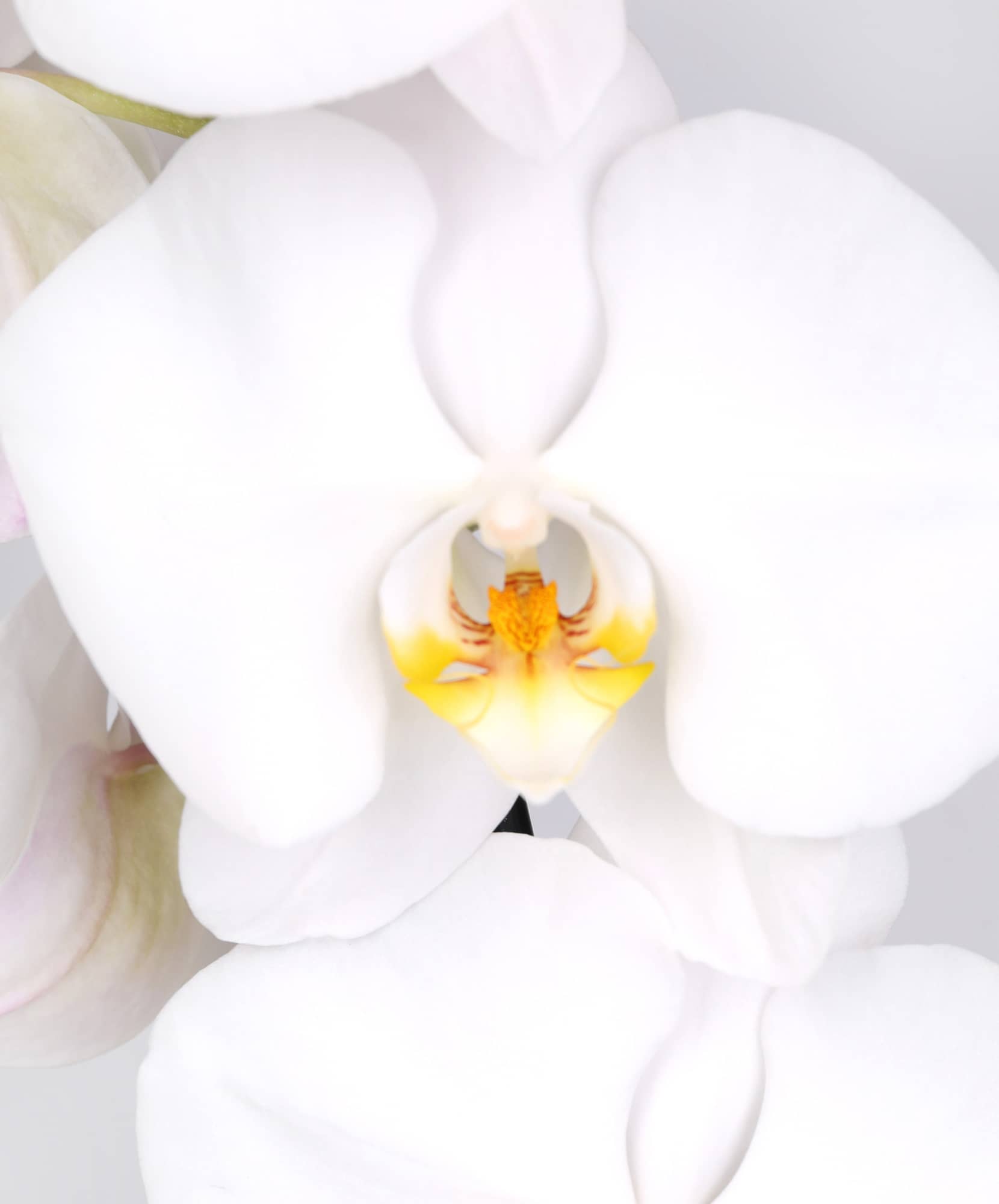 A close-up of a delicate white orchid with a subtle yellow center, showcasing its intricate petals.