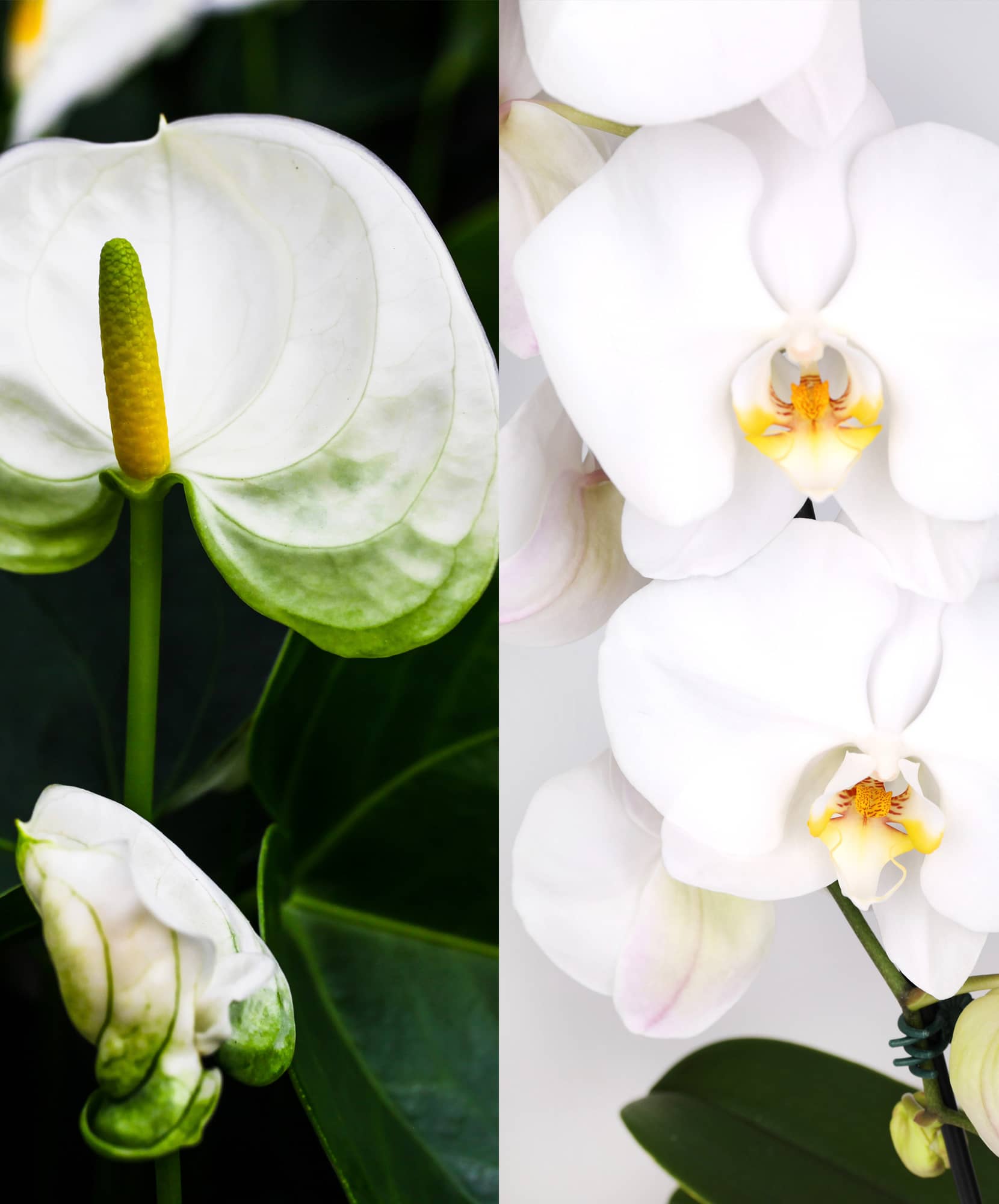 Elegant white orchids and anthuriums showcasing delicate blooms in a vibrant floral display.