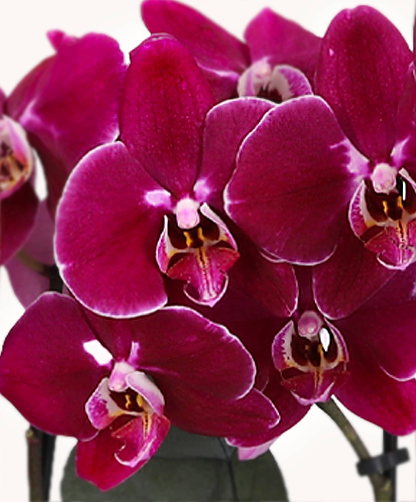 Vibrant purple orchids in full bloom, showcasing intricate petals and elegance.