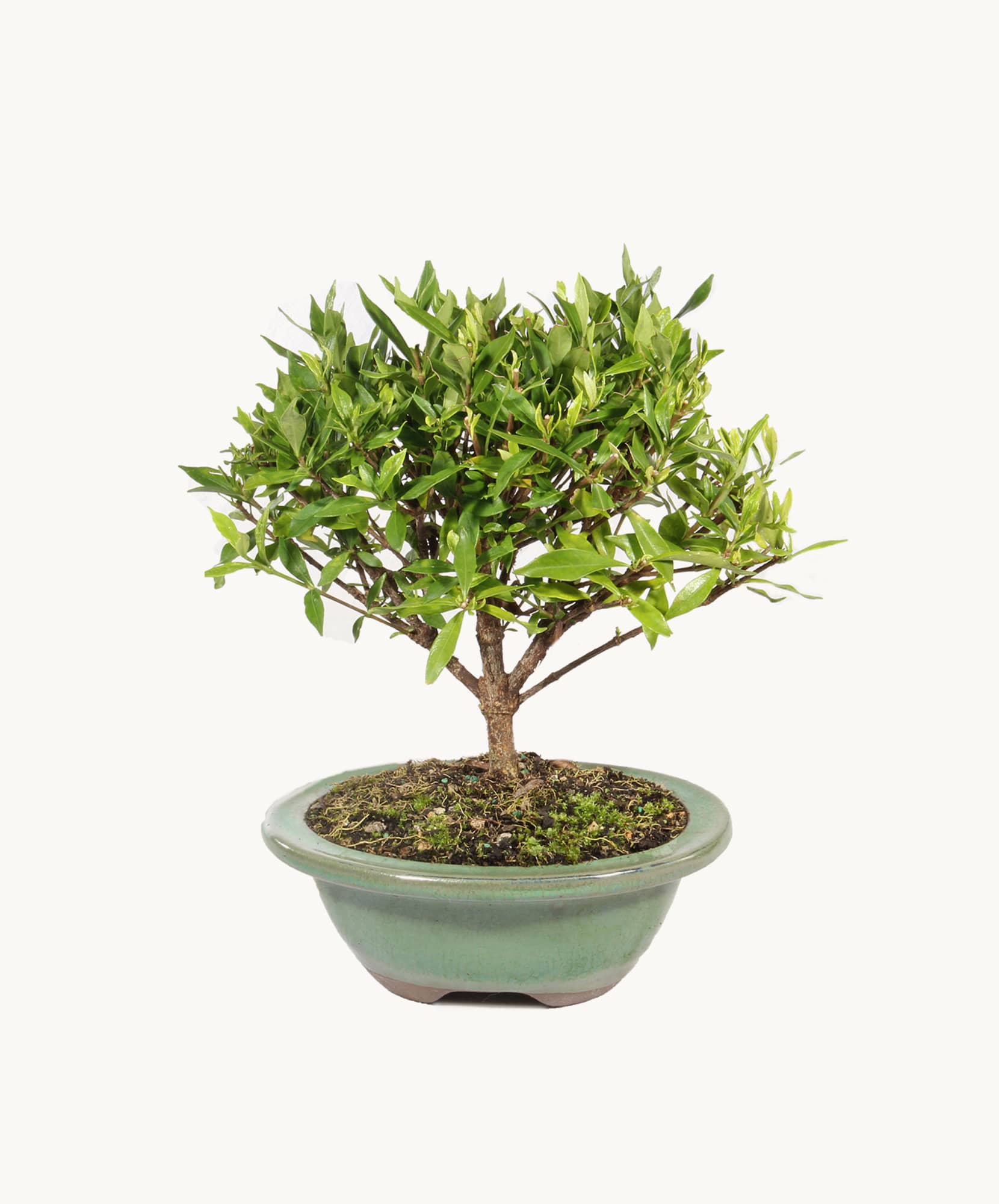 A lush green bonsai tree in a decorative pot, perfect for indoor decor and zen gardens.