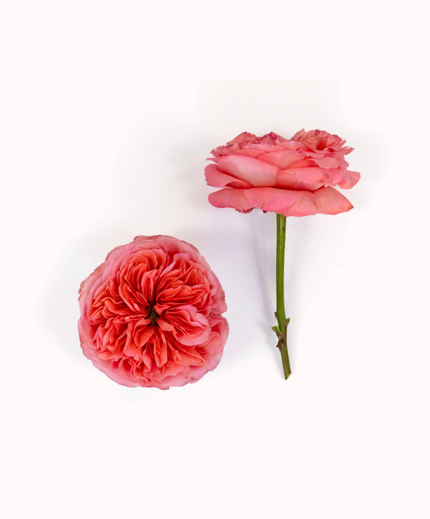 Delicate pink roses showcasing exquisite layered petals, perfect for any floral arrangement.