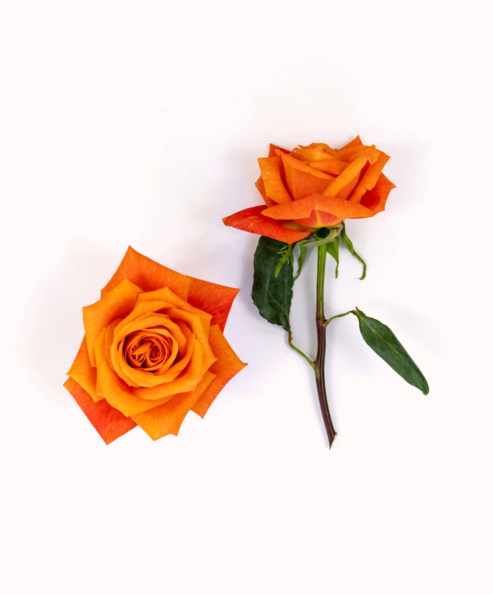 Vibrant orange roses with rich hues and delicate green leaves, ideal for any special occasion.