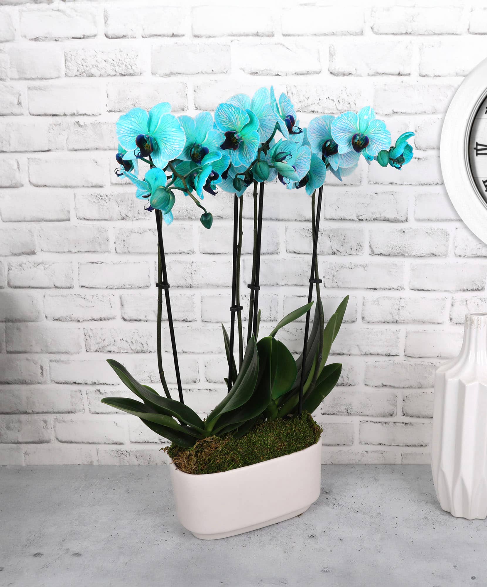 Elegant blue orchids in a stylish planter, perfect for home decor and gifts.