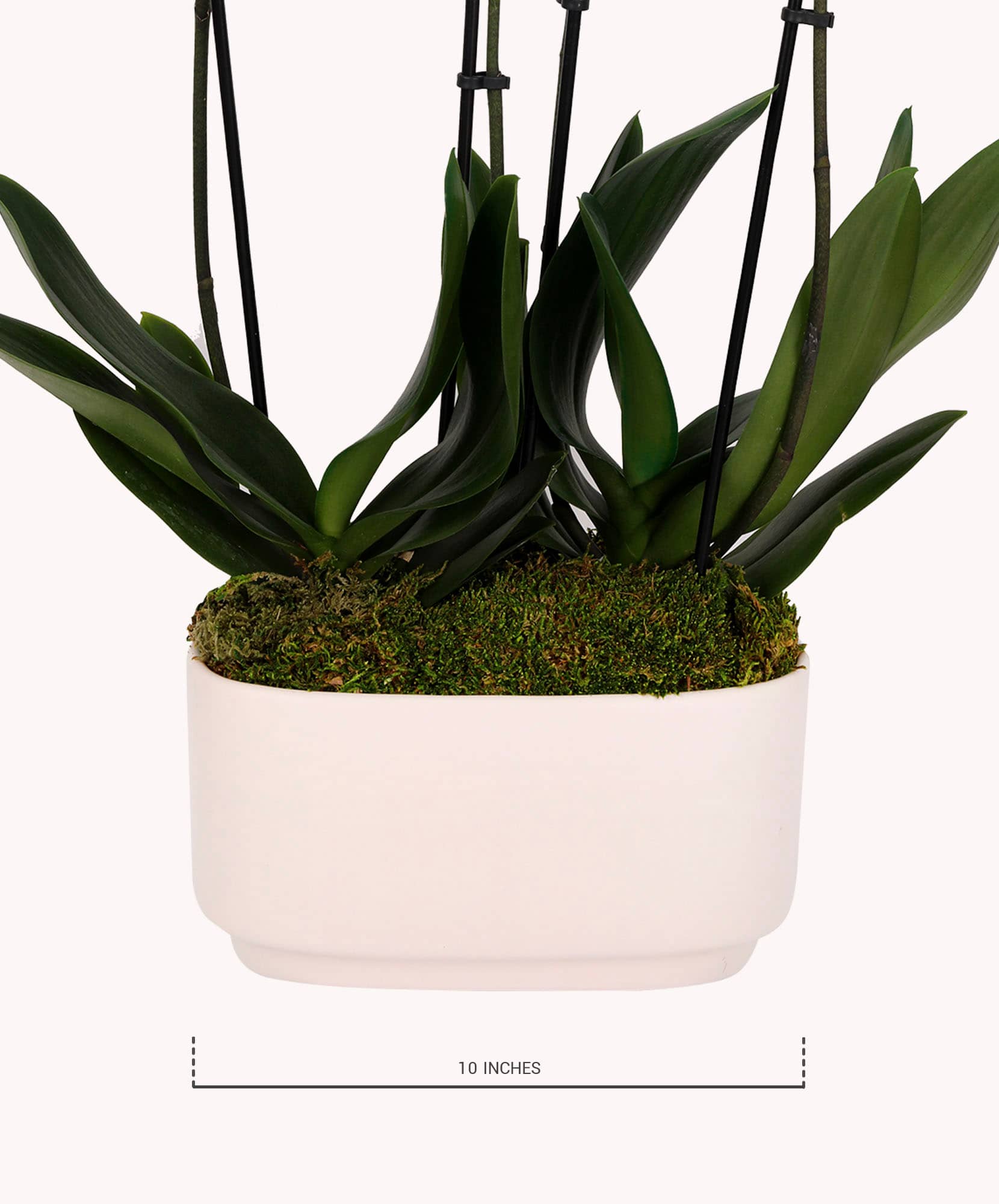 Elegant potted orchid plant in a minimalist white container, enhancing any home decor.