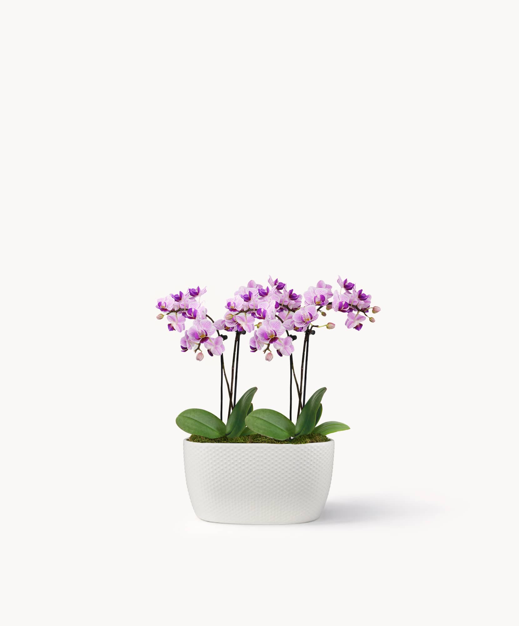 Beautiful purple orchids in a modern white planter, perfect for home decor or gifts.