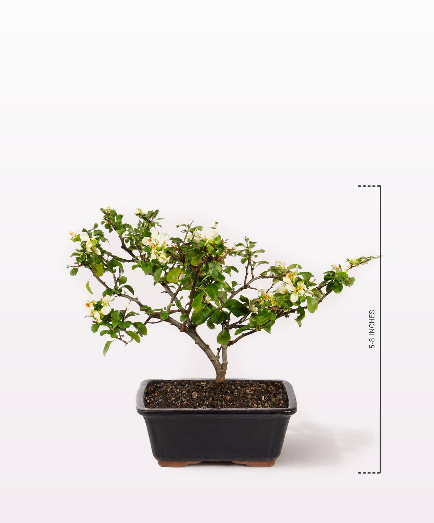 A charming bonsai tree with delicate white flowers in a sleek black pot, ideal for decor.
