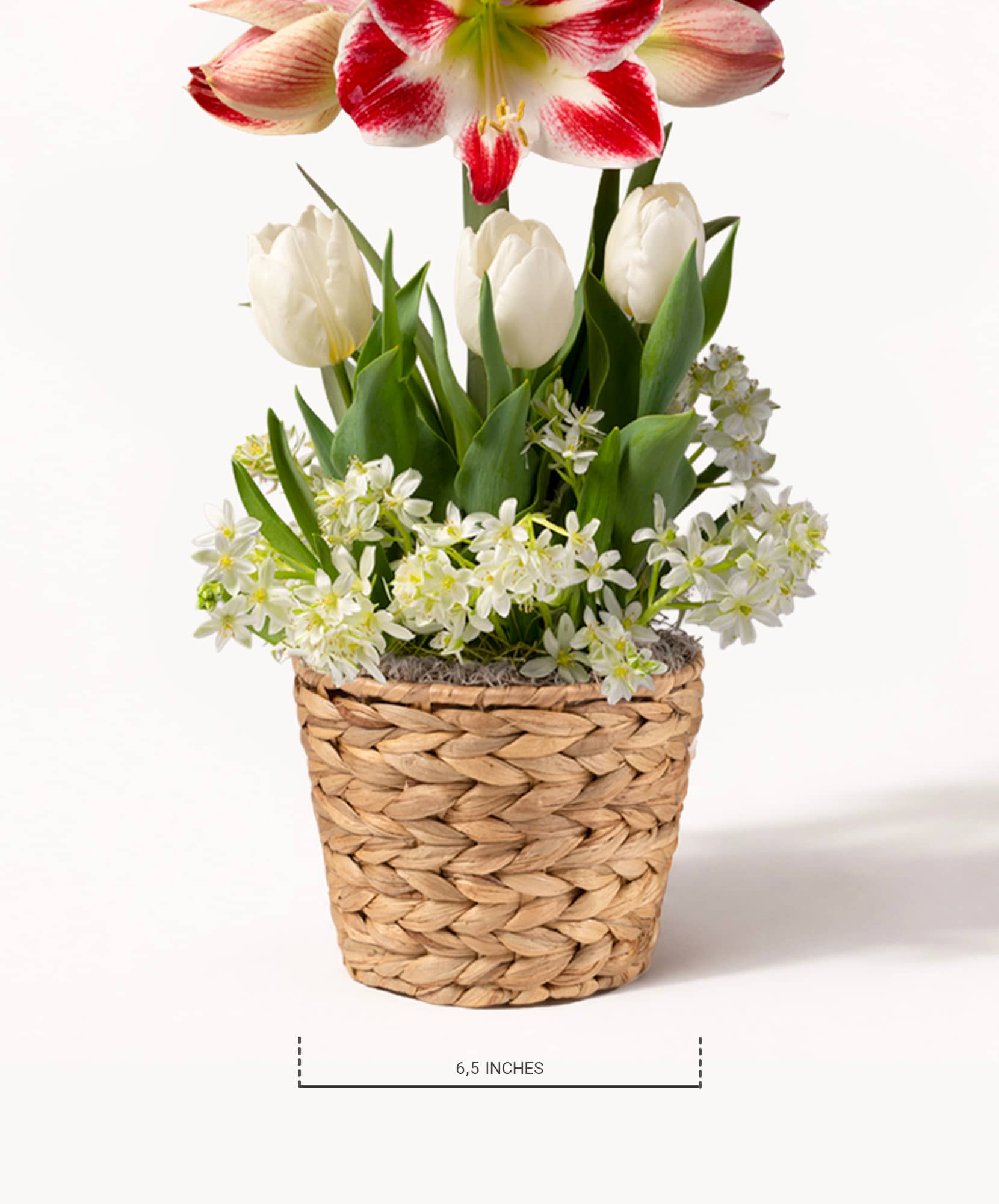 A charming floral arrangement featuring tulips, amaryllis, and delicate white flowers in a basket.