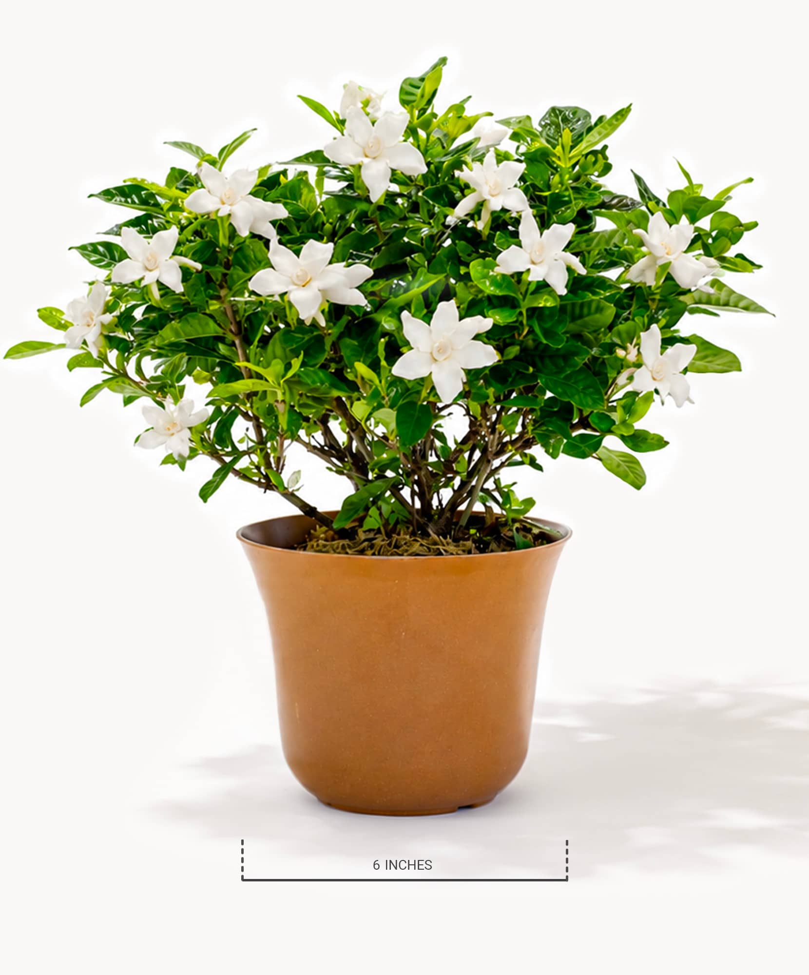 Beautiful white gardenia plant in a terracotta pot, perfect for adding elegance to any space.