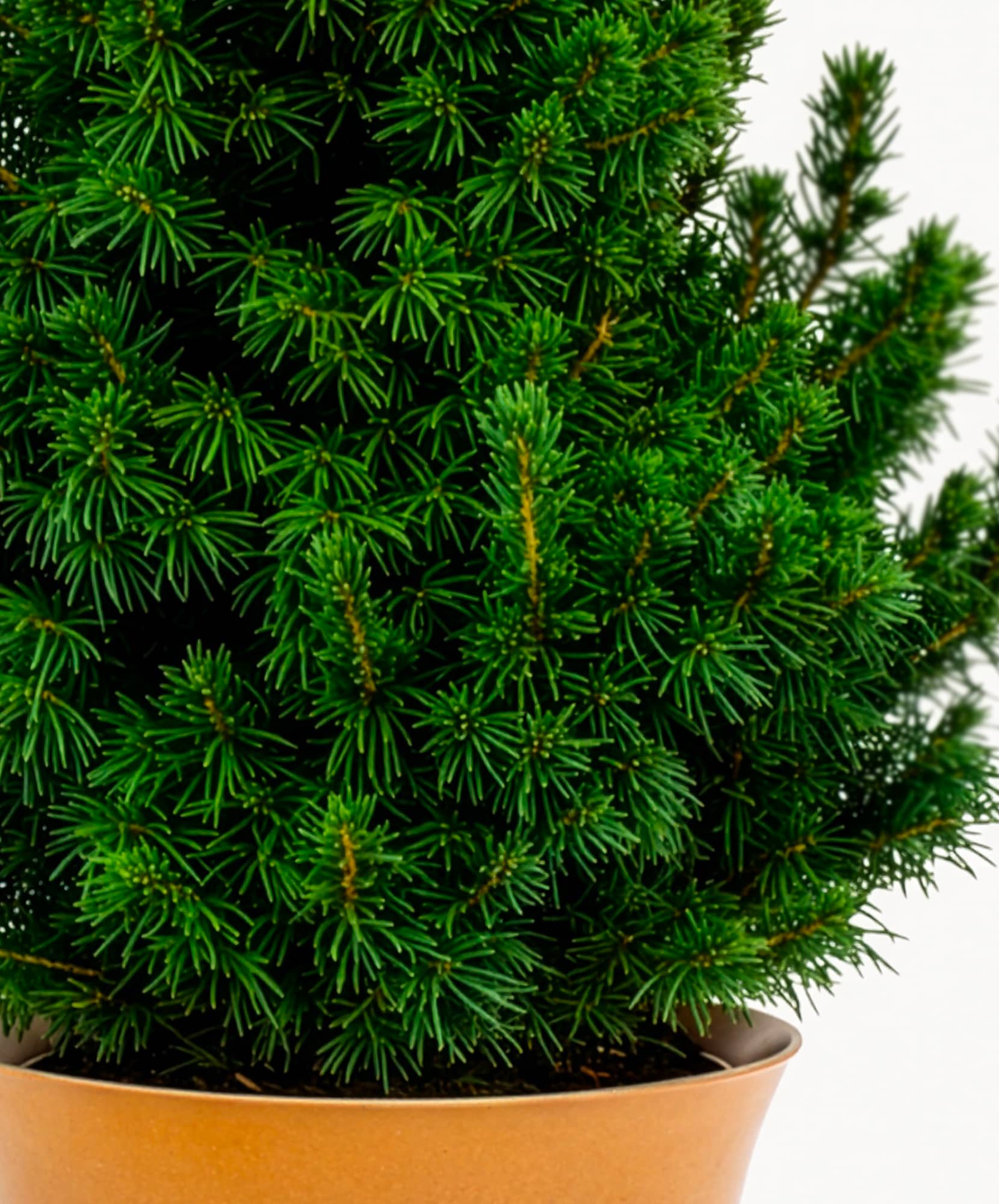 Vibrant green potted conifer plant showcasing lush, dense foliage ideal for home decor.