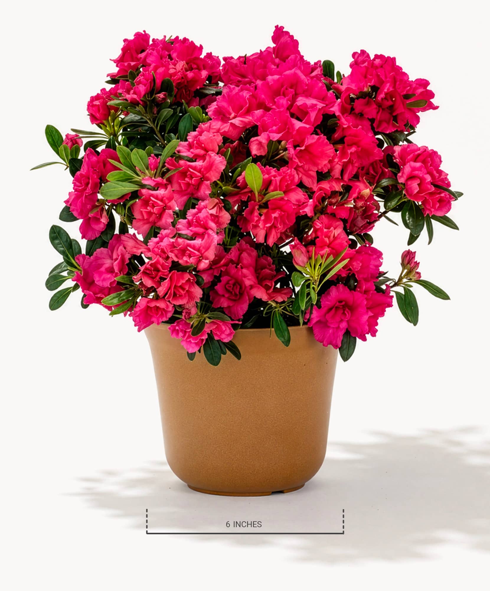 Vibrant pink azalea plant in a sleek brown pot, measuring 6 inches tall, perfect for decor.